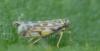 Eupteryx sp.